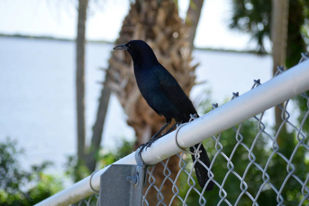 A Crow on the Fence A snapshot of a lone fish crow perched atop a chain-link fence in Merritt Island, Florida. fish crow stock pictures, royalty-free photos & images