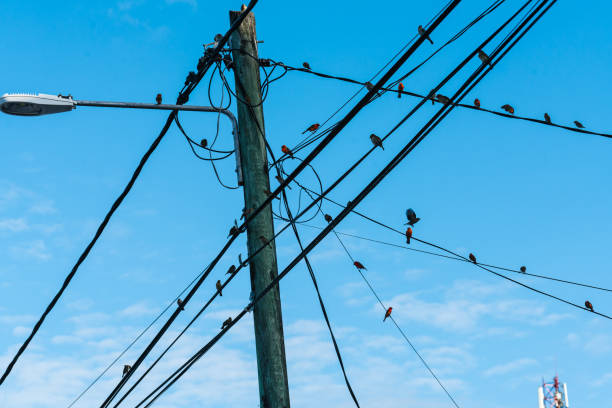 istock Madagascar weaver birds on a wire against the blue sky. 1826017607