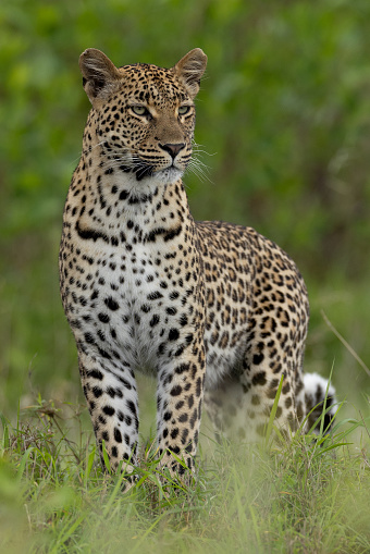 Female leopard taking a stance
