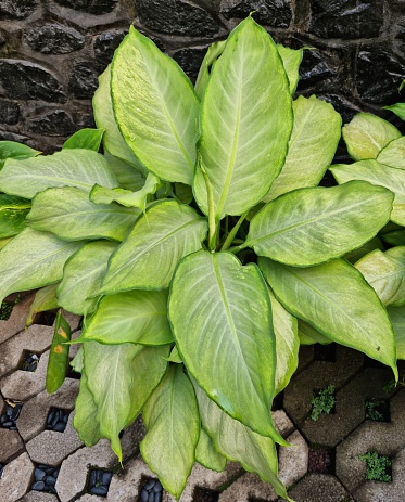 Bandung, Indonesia - Dec 02, 2023: Green  aglaonema variance planted on a pot