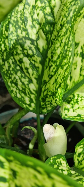 Bandung, Indonesia - Dec 02, 2023: Green white aglaonema variance planted on a pot with new flower and many vibrant color leaves