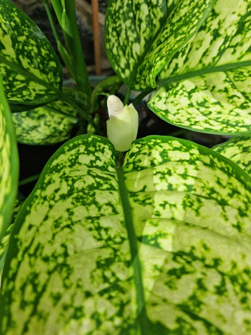 Bandung, Indonesia - Dec 02, 2023: Green white aglaonema variance planted on a pot with new flower and many vibrant color leaves