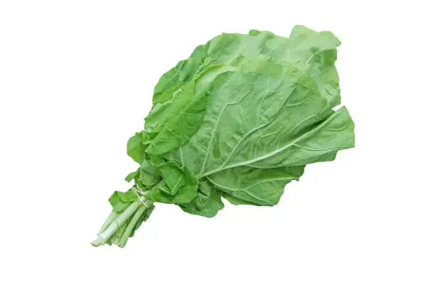 Collard leaves bundle isolated on white. Loose-leafed cultivar of brassica oleracea. Green vegetable. Berza greens.
