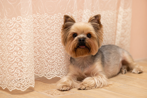 A Yorkshire terrier of red color, with his tongue sticking out, lies on the floor