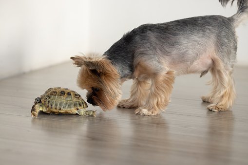 A gray-red Yorkshire terrier examines a turtle in the room