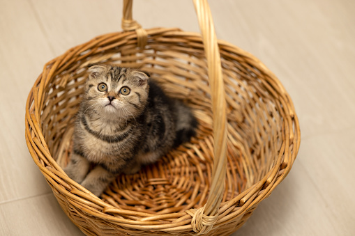 A two-month-old Scottish fold kitten sits in a wicker basket