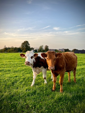 Close-up of raw milk being poured into container with cows in background