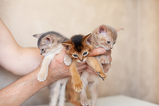 Man holding three abyssinian kittens of different colors: ruddy, blue and fawn. Cute one month old kittens in the hands. Breeding of cats. Image for websites about cats. Selective focus.