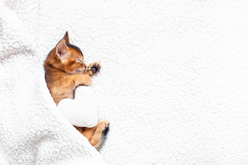 Cute little red kitten sleeping under a fluffy white blanket with soft plush heart.