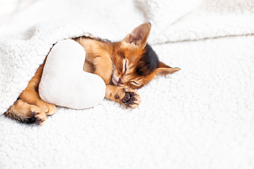 Close up of cute little red kitten sleeping under a fluffy white blanket with soft plush heart.