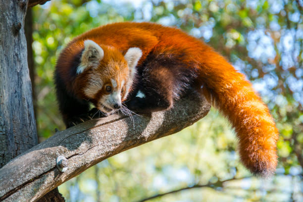 istock Red panda female on the tree in summer 1826111698