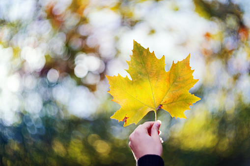 Close-up of woman's hand holding yellow autumn leaf against the sky