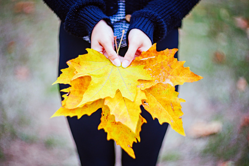 Close-up of woman's hands holding autumn colored leaves