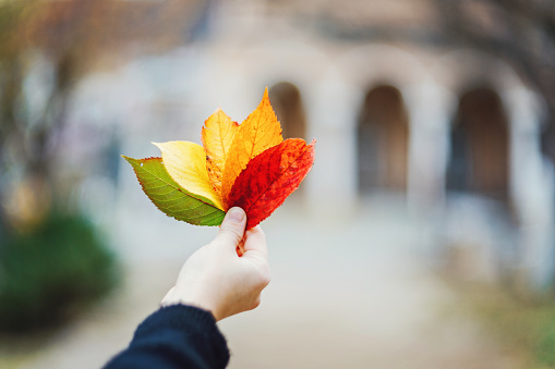 Woman holding beautiful colorful autumn leaves