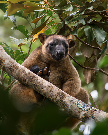 The koala or, inaccurately, koala bear is an arboreal herbivorous marsupial native to Australia. It is the only extant representative of the family Phascolarctidae and its closest living relatives are the wombats, which are members of the family Vombatidae.