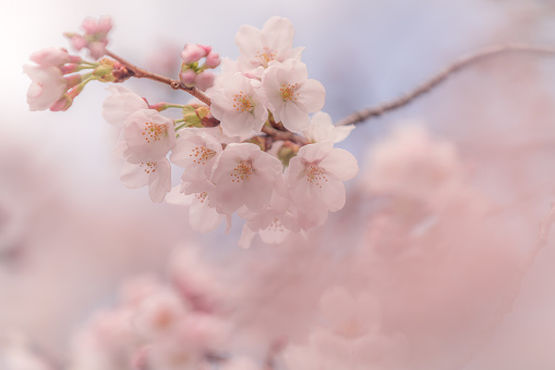 This is a photo of cherry blossoms, a traditional Japanese flower. The cherry blossoms are illuminated by the sun and have a very beautiful color.