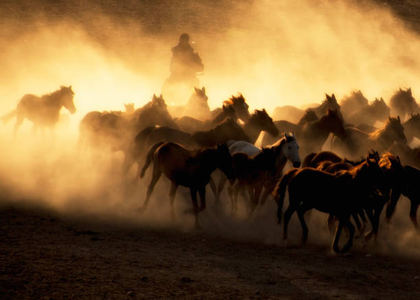 istock Herd of Horses 1826153350