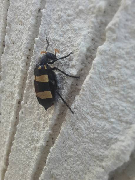 istock Yellow, black insect on white background, close-up view 1826160813