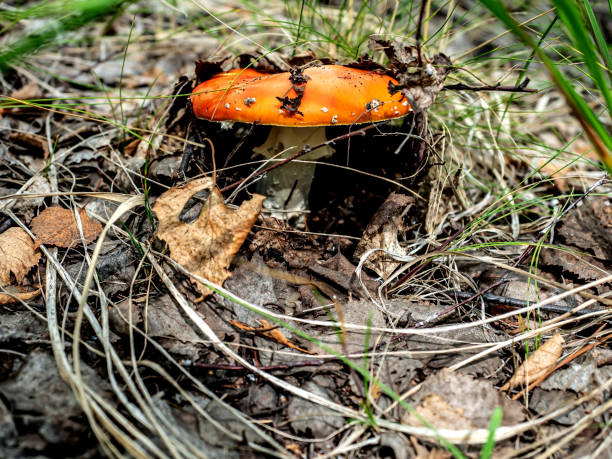 istock a bright red fly agaric in the forest among green grass 1826162452