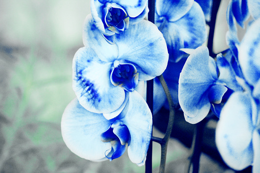 Light blue moth orchids