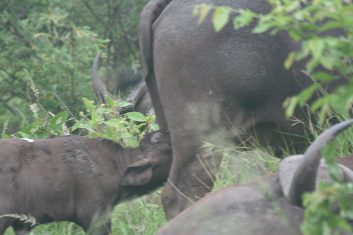 Baby buffalo shortly after birth