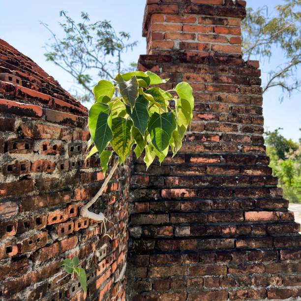 istock a tree growing out of a brick wall. 1826176286
