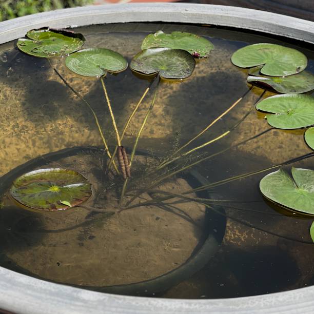 istock water lilies in a pot. 1826179523