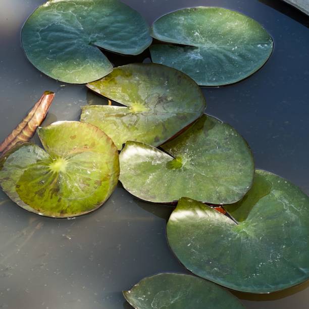 istock water lilies in a pond. 1826189863
