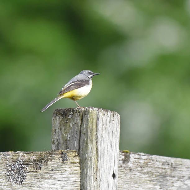 istock Grey wagtail (Motacilla cinerea) sitting on a fence post 1826200758
