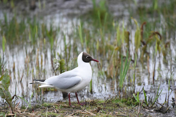 istock Adult Black-headed gull (Chroicocephalus ridibundus) in summer plumage 1826200782