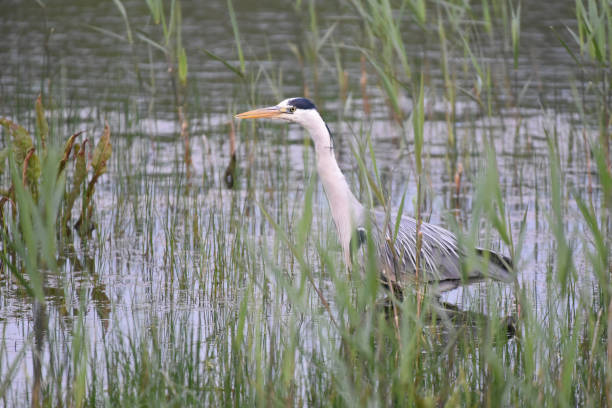 Grey heron (Ardea cinerea) hunting in reedbeds