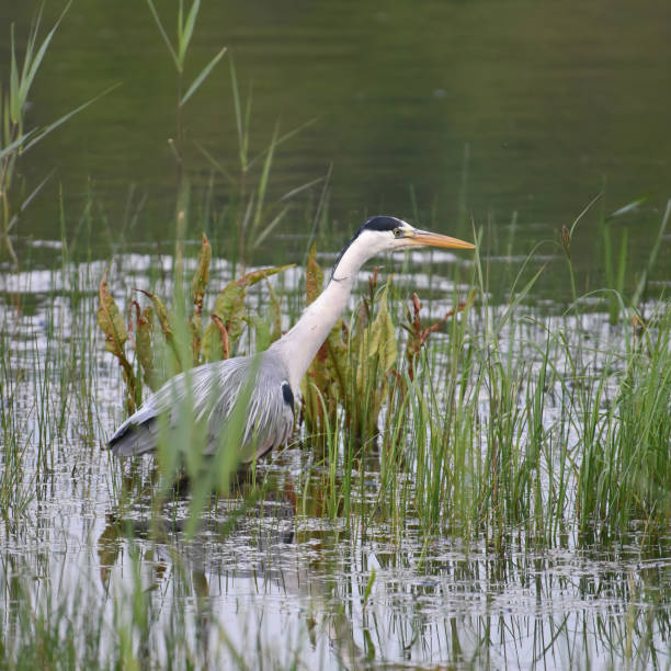 istock Grey heron (Ardea cinerea) hunting in reedbeds 1826201302