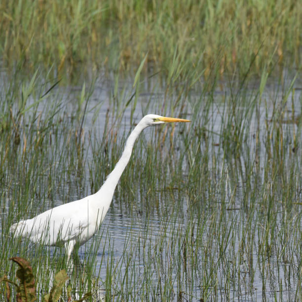 istock Great egret (Ardea alba) hunting in reedbeds 1826201328
