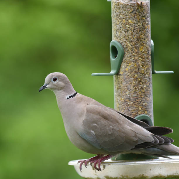 istock Eurasian collared dove (Streptopelia decaocto) at feeder 1826201343