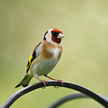 The European goldfinch has a red face, with a black crown and shoulders. The sides of the head are white. The upperparts and flanks are brown, the abdomen and rump are white. The black wings have conspicuous yellow bars and a white trailing edge in flight. The tail is black, tipped with white.
