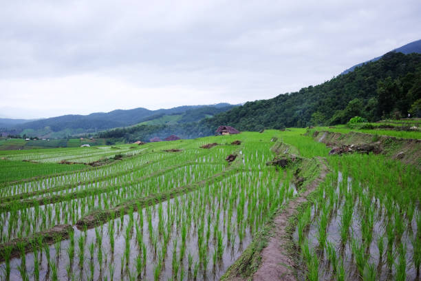 istock Landscape valley terraced Paddy rice fields on mountain on mountain in the countryside, Chiangmai Province of Thailand. Travel in greenery tropical rainy season concept 1826202979