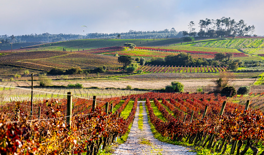 Vineyards in Bairrada, Portugal.