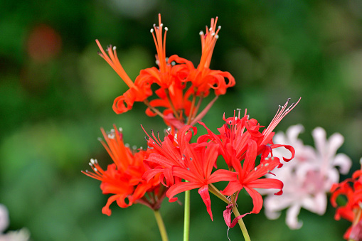 Nerine bowdenii, also known as Guernsey lily, Cornish lily and Bowden lily, is a species of flowering plant in the family of Amaryllidaceae. It is an herbaceous bulbous perennial, growing to 45 cm tall, with strap-shaped leaves and large umbels of lily-like flowers in late summer and autumn.