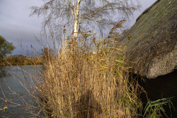 Golden reed bed next to a wooden boat shed with a thatched roof