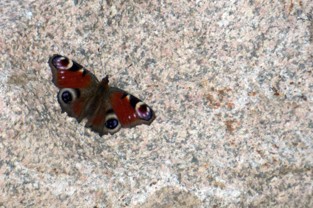 A red butterfly on a stone under the sun and casting a distinct shadow