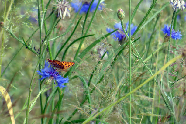 istock A pearl-bordered butterfly in a meadow 1826245690
