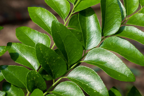 istock Spice Curry Leaves (Murraya koenigii) on a Tree, Herb plant 1826259866