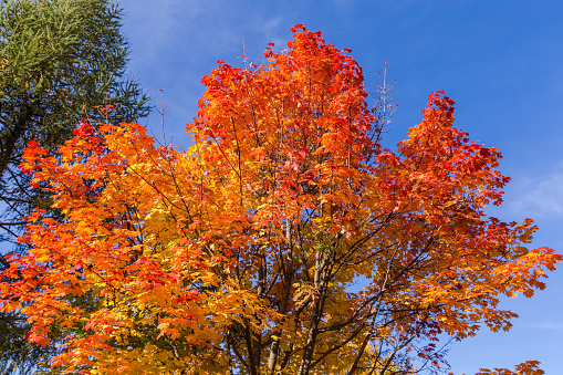 Top of the maple with bright red and yellow autumn leaves against of the blue sky