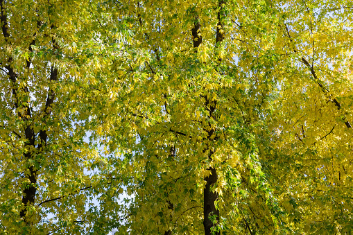 Branches of the silver maples with green and yellow autumn leaves in park at sunny day