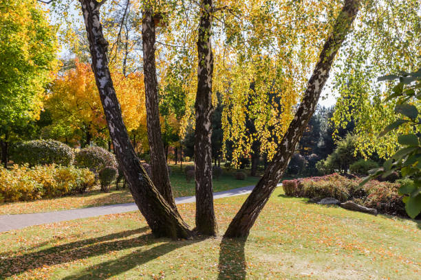 istock Trunks of birch trees growing from one place in park 1826310473