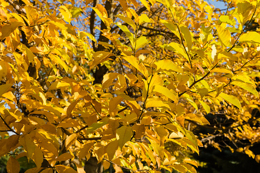 Branches of deciduous tree with autumn yellow leaves on a blurred background of the other branches in park in sunny morning