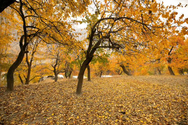 istock Nature and Landscape of Autumn 1826317544
