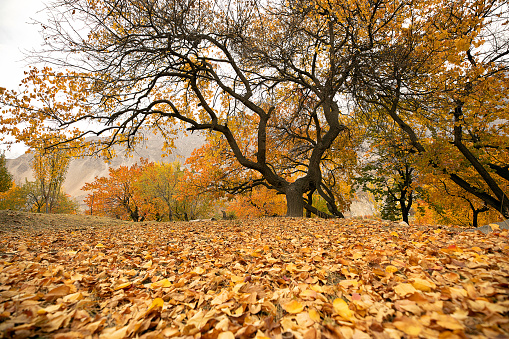 Nature and Landscape of Autumn season in Hunza Valley, Gilgit-Baltistan, Pakistan.