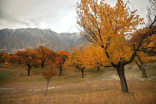 Nature and Landscape of Autumn season in Hunza Valley, Gilgit-Baltistan, Pakistan.