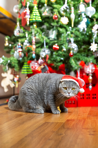 Christmas tree with decorations and cat with Santa Claus hat